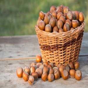 فندق
